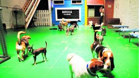 Hoteles pitucos para mascotas hasta tienen servicio a la habitación