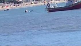 Video: advierten presunta presencia de tiburón en playa de Dichato