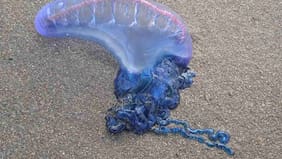 Fragata portuguesa obliga a cerrar playas del litoral central: en estas no debes meter ni un dedo al agua por riesgo