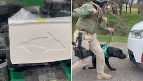 Perro “Nerón” olfateó al delfín y destapó todo: delincuentes transportaban más de $600 millones en drogas hacia la RM
