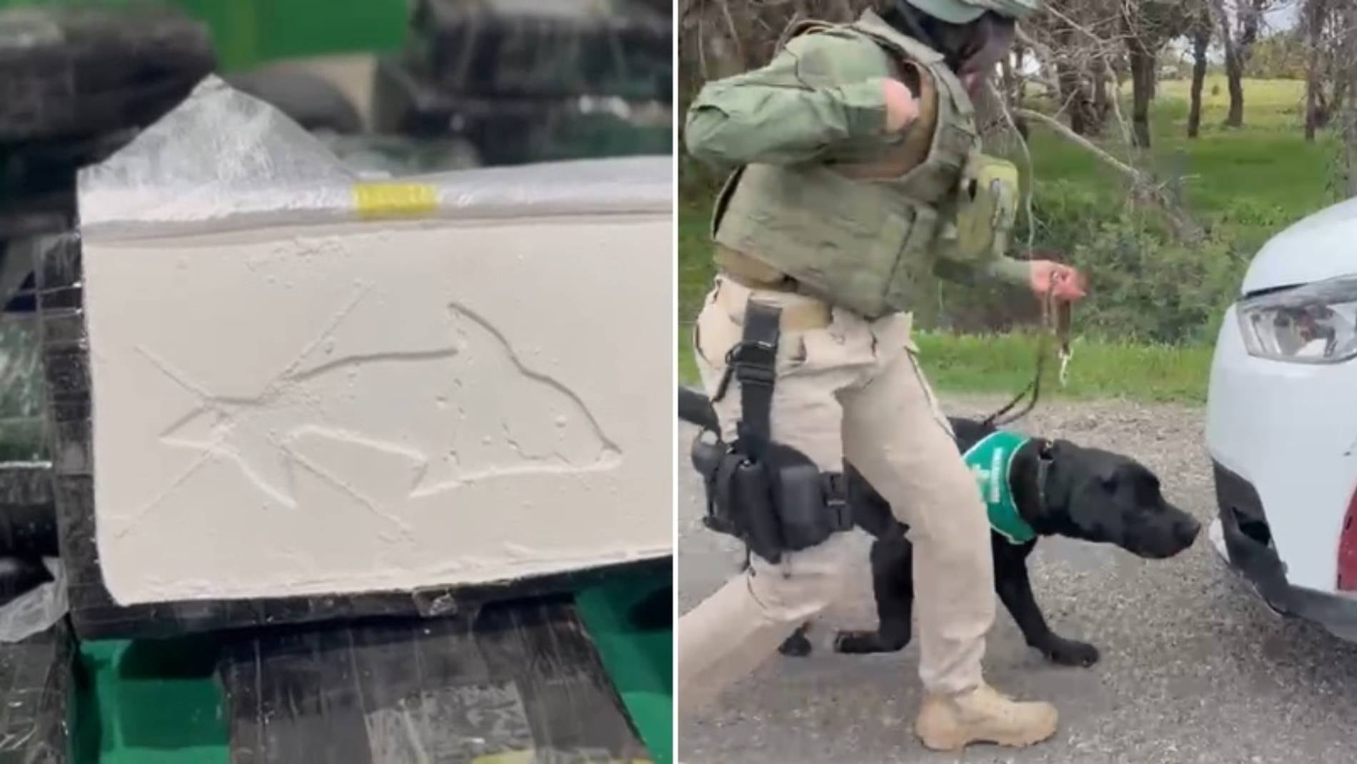 Perro “Nerón” olfateó al delfín y destapó todo: delincuentes transportaban más de $600 millones en drogas hacia la RM