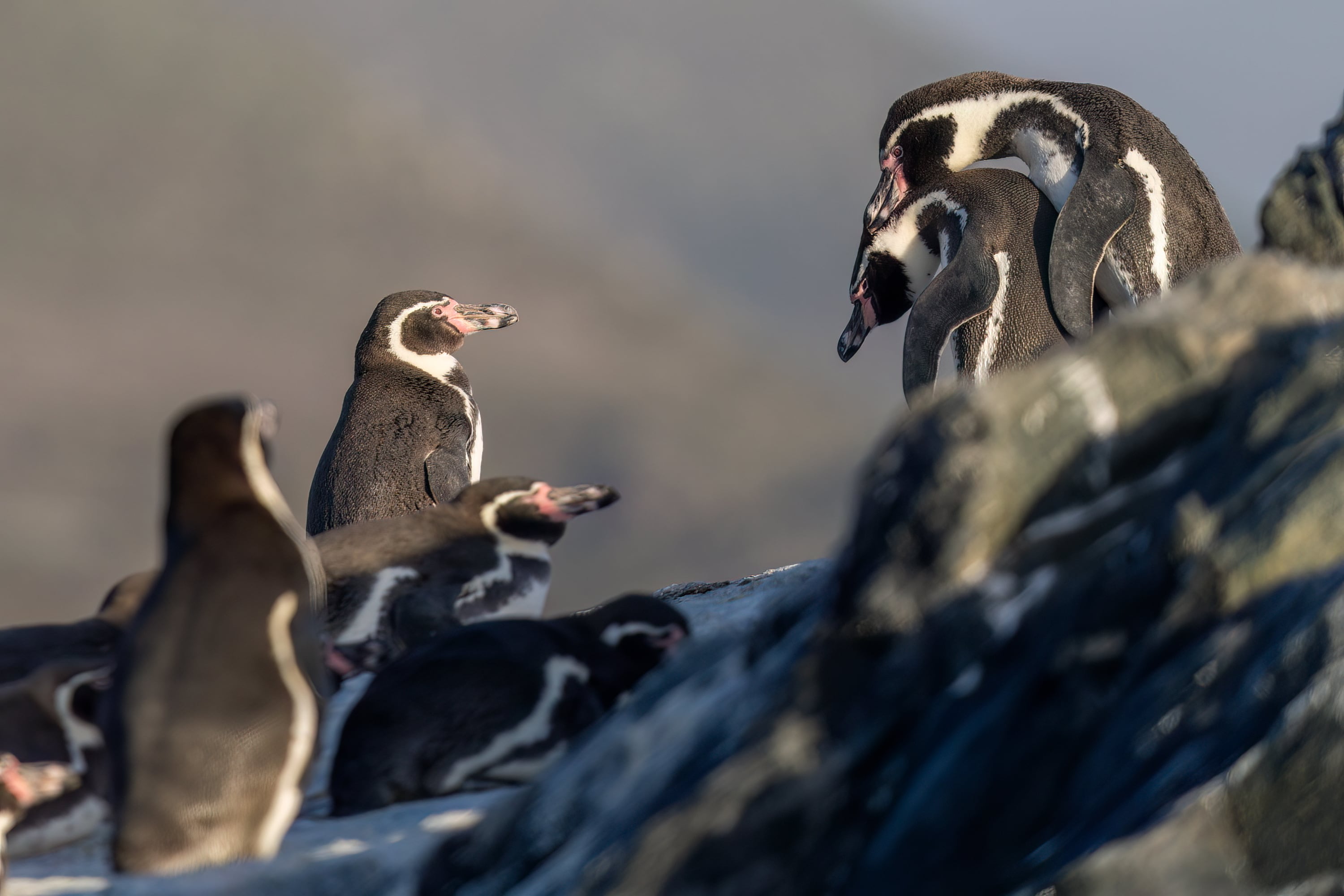 Estos pingüinos, como su nombre lo sugiere, están estrechamente asociados a la corriente de Humboldt. Foto de Andrea Benvenuti