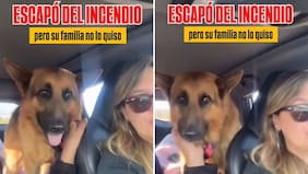 Buscan hogar para perrito que fue rescatado de los incendios y rechazado por su familia: “tiene sus patitas lastimadas por el fuego y tanto caminar”