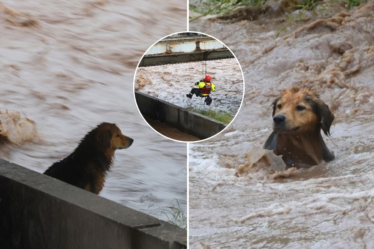 Pensaron lo peor, pero no contaban con su astucia: la increíble salvada de “Morocho”, el perrito que se tomó los matinales