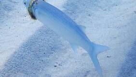 Perdió su anillo de matrimonio en el mar y lo encontraron atascado en un pez meses después