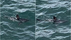 Encuentro cercano con tiburón en Viña del Mar: experto explica el “súper interesante” y “raro” registro