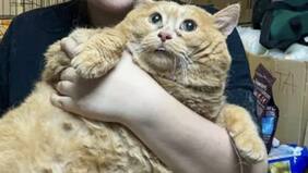 Falleció Migajas, el gato obeso que fue encontrado dentro de un supermercado