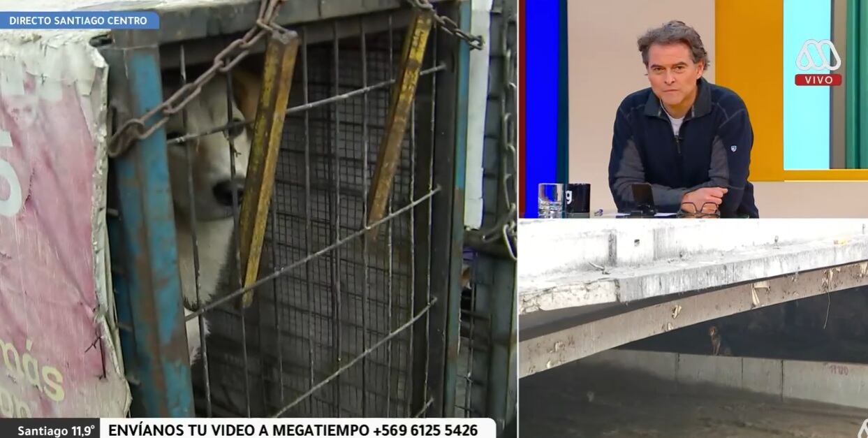 Lulú estaba enjaulada tras el rescate / Foto: Mega
