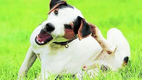 Pulgas, garrapatas y calor: las tres pesadillas de perros y gatos
