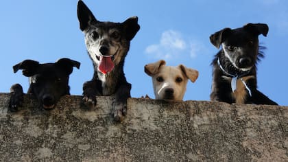 Este es el impacto ambiental que generan los perros en el mundo