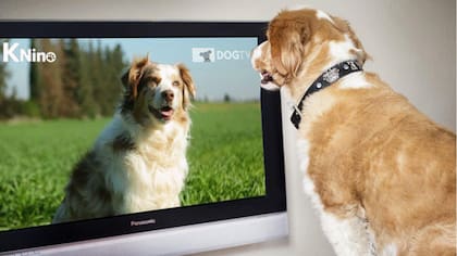 Claro y VTR incorporan a KNino, canal de televisión orientado a perros y mascotas