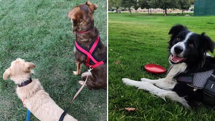 Guau Fest llega este fin de semana a Santiago: Conoce horarios y precios