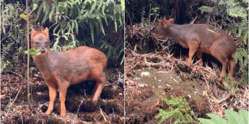 Turista china se encontró con un pudú