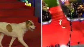 “El más sustentable”: Un inesperado famoso de cuatro patas se coló en la Gala de Viña
