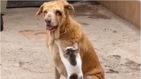 Tam, el perrito ciego que recibe masajes de un gato: “Somos testigos de hermosas conexiones”