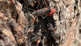 ¿Es peligroso el chinche del arce?