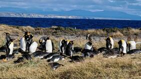 La historia de la Reserva Natural que protege al Pingüino Rey en Tierra del Fuego