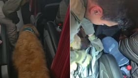 Recién iniciaba su viaje al sur y juraba que pasaría piola: can de Carabineros delata a extranjero en bus interprovincial