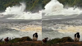 “Tómame una foto como que no me doy cuenta”: vaquitas no les quitó la calma el fuerte oleaje en Corral