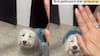 El perro blasfemo: peludito se enoja cuando su mami humana le ora la palabra del Señor