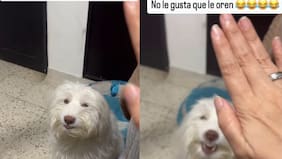El perro blasfemo: peludito se enoja cuando su mami humana le ora la palabra del Señor