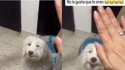 El perro blasfemo: peludito se enoja cuando su mami humana le ora la palabra del Señor