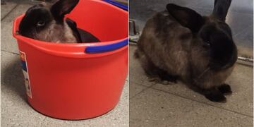 Conejo perdido en Metro de Santiago se toma las redes y buscan a su familia: “Solo quería llegar a La Granja”