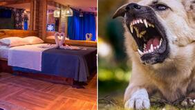 Motel deberá pagar millonaria indemnización por brutal ataque de perros a un cliente
