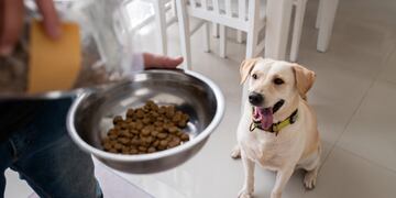 ¿Hay que darle menos comida a tu perro en verano? Médico veterinario lo explica