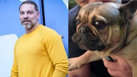 En coma inducido y con ventilación mecánica: el inesperado problema de salud que complica a perrito de Neme, “Frodo”