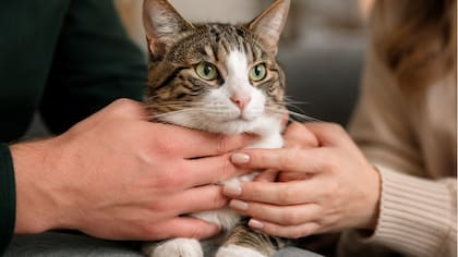 Quedaron pal gato: Corte frenó custodia compartida de minino tras quiebre amoroso