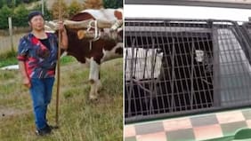 Manchas de sangre en la carreta y un cambio de versión tras ser confrontado: las pruebas contra ex yerno de Julia Chuñil