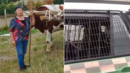 Manchas de sangre en la carreta y un cambio de versión tras ser confrontado: las pruebas contra ex yerno de Julia Chuñil