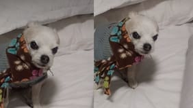 Perrita se hace viral por su enojo: no le gustó llevar bufanda