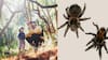 Nueva especie de araña lleva el nombre del niño de cinco años que la descubrió