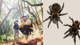 Nueva especie de araña lleva el nombre del niño de cinco años que la descubrió
