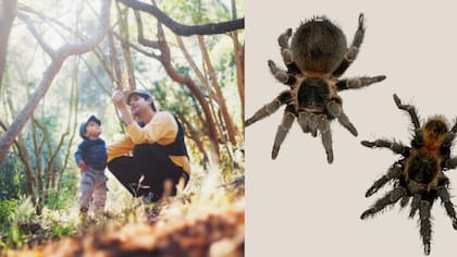 Nueva especie de araña lleva el nombre del niño de cinco años que la descubrió