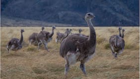 Por primera vez trasladan 15 ñandúes de Argentina a Chile: explican relevancia de esta medida en Aysén