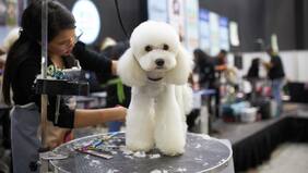 Expo Mascotas & Animales regresa con una nueva edición en Espacio Riesco: Cuándo es y cómo comprar de entradas