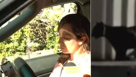 Ataque de puma a mascotas alerta a condominio de El Arrayán: frenan a vecina que quiso mostrar fuerte imagen en vivo