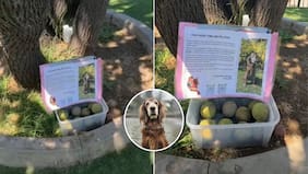 “Dejó su herencia”: Viralizan emotivo gesto de dueños de perrita fallecida con otras mascotas en parque de Providencia