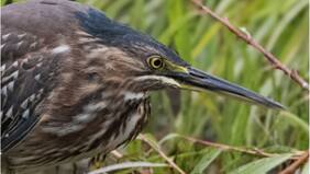 Garcita azulada reaparece en Valparaíso: desde la mitad del siglo XX no se la veía en la región
