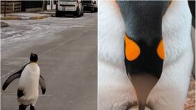 Pingüino rey apareció en la calle de ciudad en Tierra del Fuego: experta explica por llegó ahí