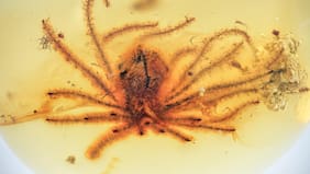 Descubrieron flores perfectamente conservadas de hace 99 millones de años