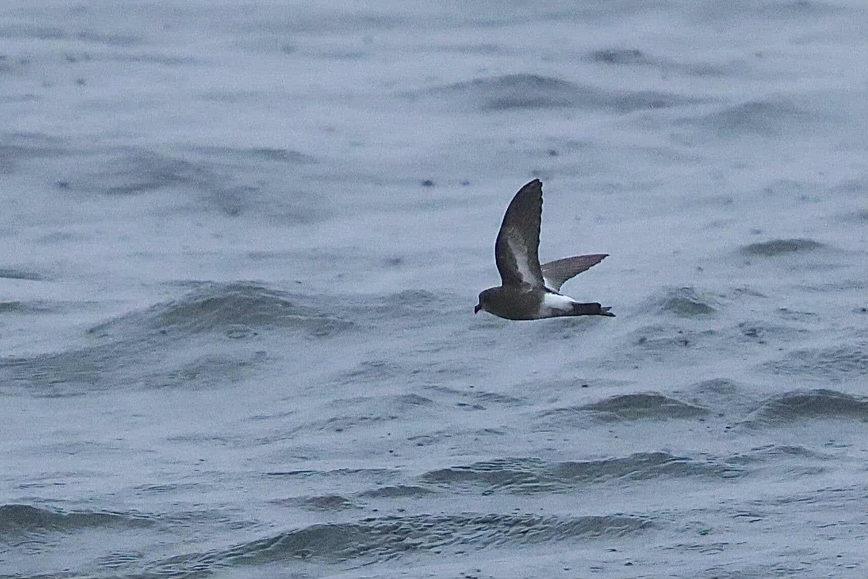 La Golondrina de mar pincoya recién de descubrió oficialmente en el 2013. FOTO: Jürgen Schulmeister (@birdsofpatagonia)