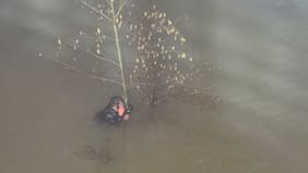 Lo patearon, se lanzó al río Biobío y tuvieron que rescatarlo