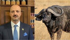 Un experto cazador murió tras ser embestido por un búfalo en plena cacería