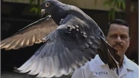 India libera a paloma que pasó ocho meses detenida por sospecha de espionaje