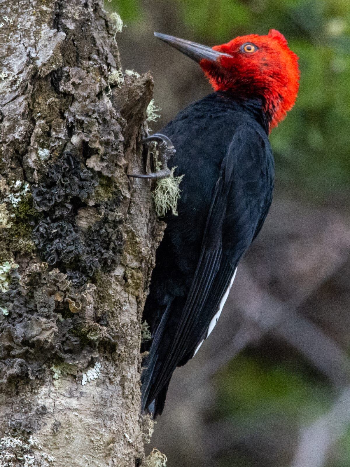 En el Carpintero negro, el macho tiene la cabeza roja, mientras en la hembra predomina el tono oscuro. FOTO: Pablo Mass (@pmz_wildphotos)