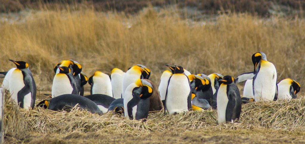 La colonia de pingüinos en Bahía Inútil. FOTO: Patagonia Chile